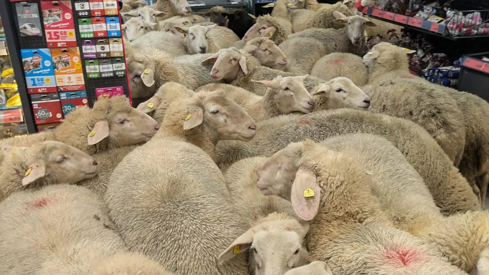 Schafe im Supermarkt - gekauft haben sie nichts. (Bild: REWE Group/dpa)