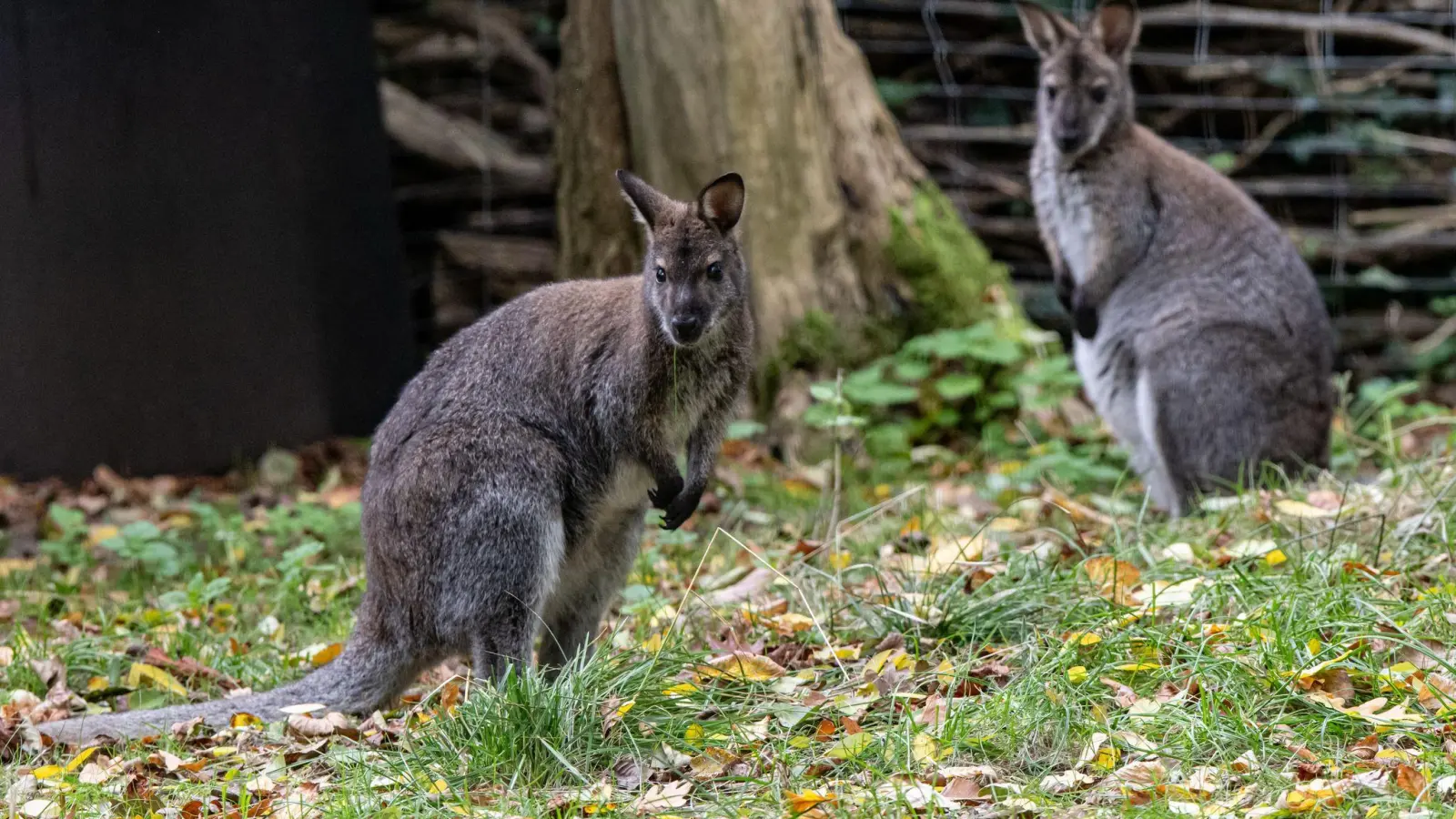 Kängurus sind beliebte Tiere. (Archivbild: Fabian Sommer/dpa)