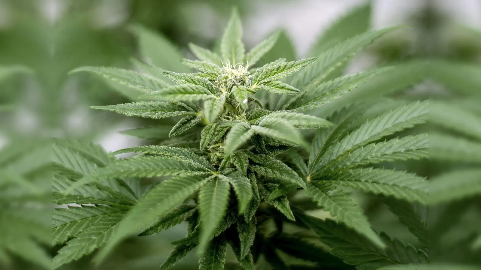 Freude bei Cannabis-Freunden: Der Verein „La-Huerta“ darf in Träglhof anbauen. Eine Abgabe ist jedoch in Amberg geplant. (Symbolbild: Matt Masin)