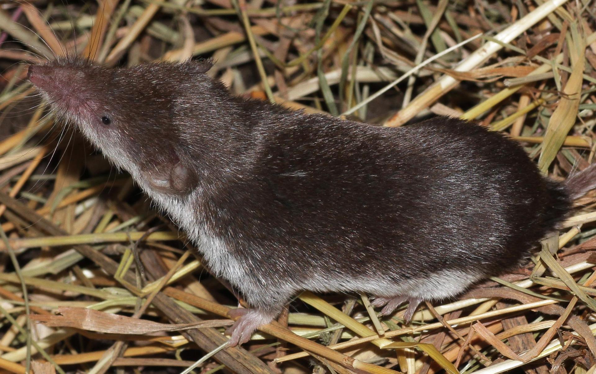 Der Kontakt mit einer Feldspitzmaus oder deren Ausscheidungen wie Kot, Urin oder Speichel kann bei Menschen zur Bornavirus-Infektion führen. (Bild: FLI / Dr. Henning Vierhaus)