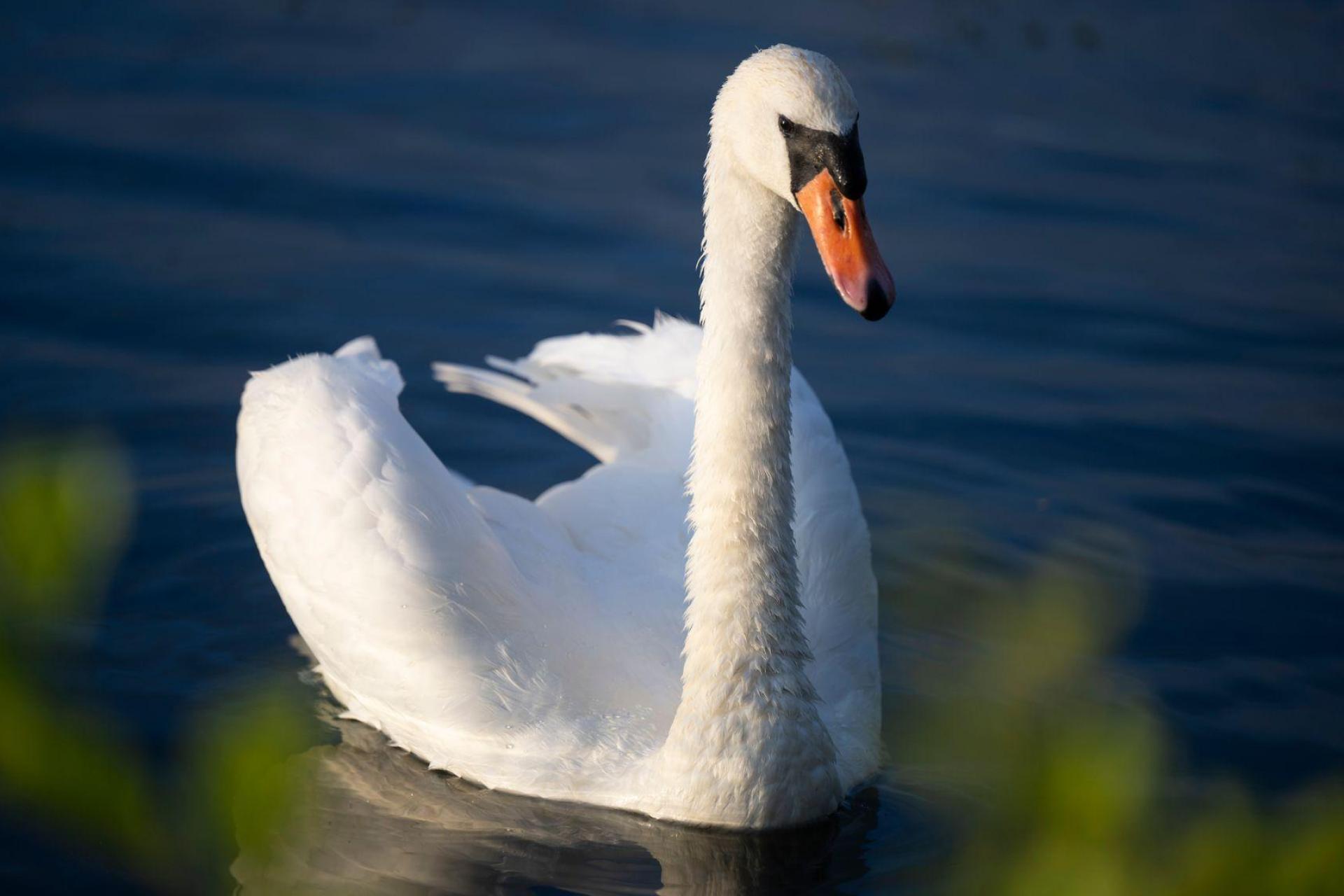 An einem bei Schönhaid (Marktgemeinde Wiesau) tot aufgefundenen Schwan ist das Vogelgrippevirus nachgewiesen worden. Bei diesem Foto handelt es sich um ein Symbolbild (Symbolbild: Philip Dulian/dpa)
