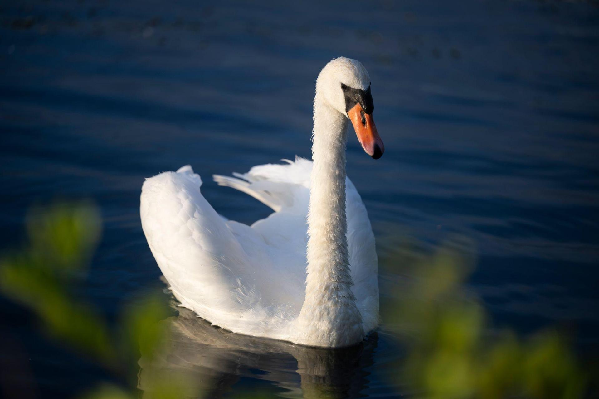 An einem bei Schönhaid (Marktgemeinde Wiesau) tot aufgefundenen Schwan ist das Vogelgrippevirus nachgewiesen worden. Bei diesem Foto handelt es sich um ein Symbolbild (Symbolbild: Philip Dulian/dpa)