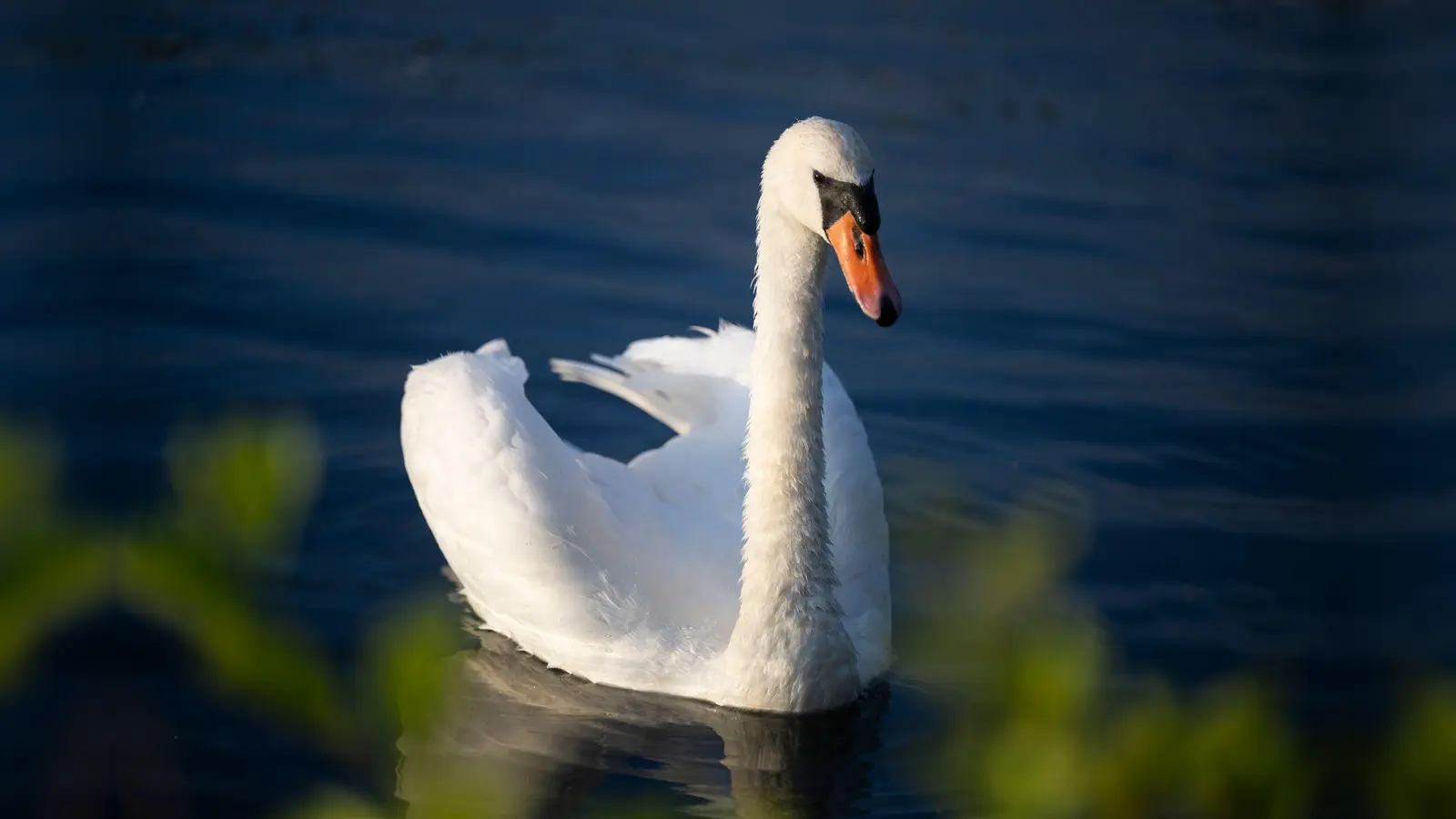 An einem bei Schönhaid (Marktgemeinde Wiesau) tot aufgefundenen Schwan ist das Vogelgrippevirus nachgewiesen worden. Bei diesem Foto handelt es sich um ein Symbolbild (Symbolbild: Philip Dulian/dpa)