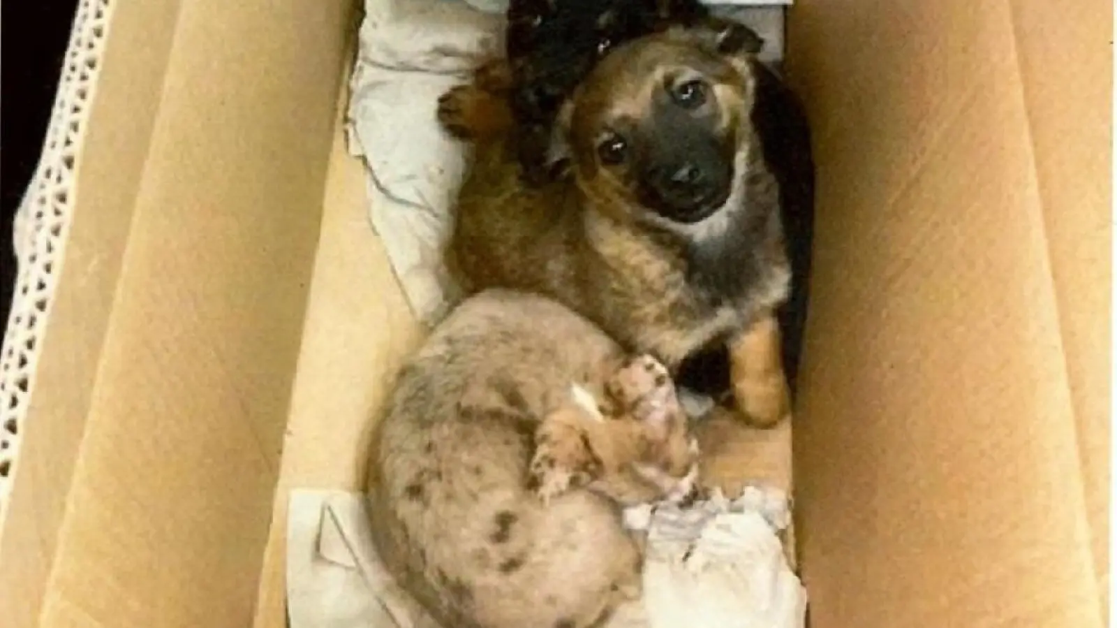 Zwei der drei Welpen, die Zollbeamte in Wernberg-Köblitz sicherstellten.  (Bild: Hauptzollamt Regensburg/exb)