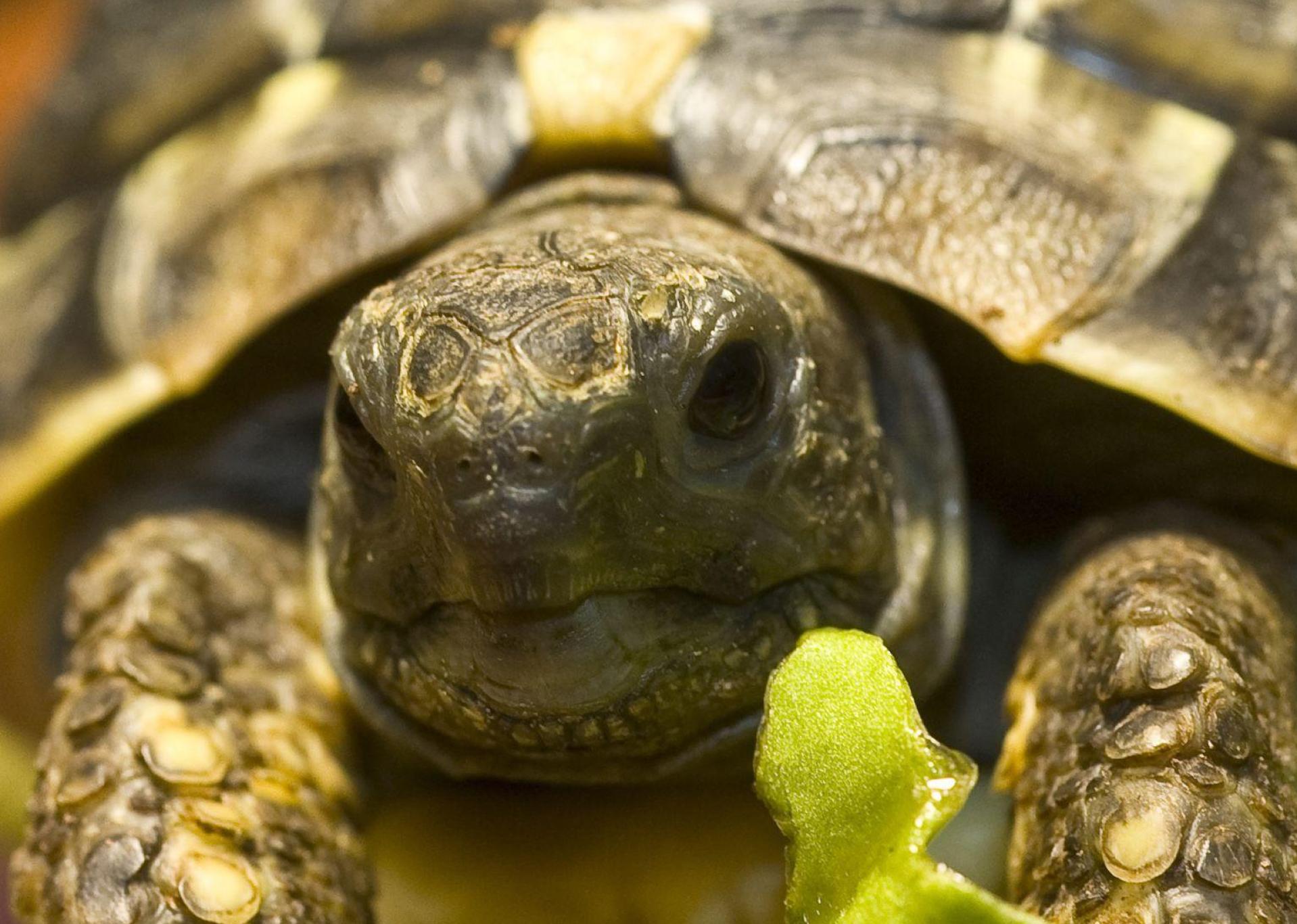 Eine europäische Sumpfschildkröte (Symbolbild) wurde in Hirschau gefunden. Die Polizei sucht den Besitzer. (Symbolbild: agentur_dpa)