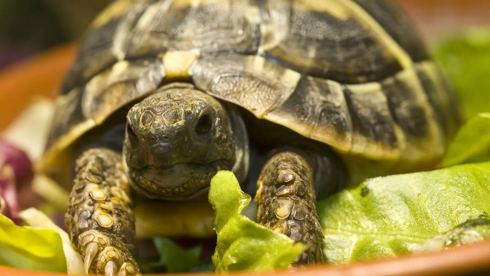 Eine europäische Sumpfschildkröte (Symbolbild) wurde in Hirschau gefunden. Die Polizei sucht den Besitzer. (Symbolbild: agentur_dpa)