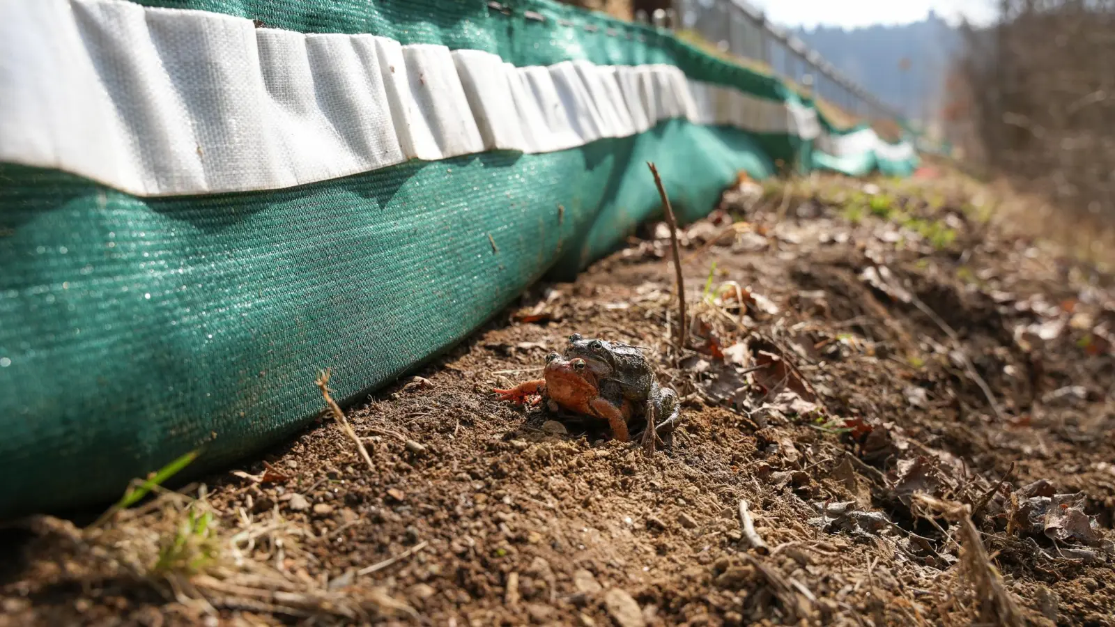 Eine Kontrollle der Amphibienzäune entlang der Kreisstraße AM 1 zwischen Fuchsstein und Speckmannshof hat Folgen. Die Polizei ermittelt wegen eines möglichen Verstoßes gegen das Bundesnaturschutzgesetz. (Archivbild: Theresa Bruischütz)
