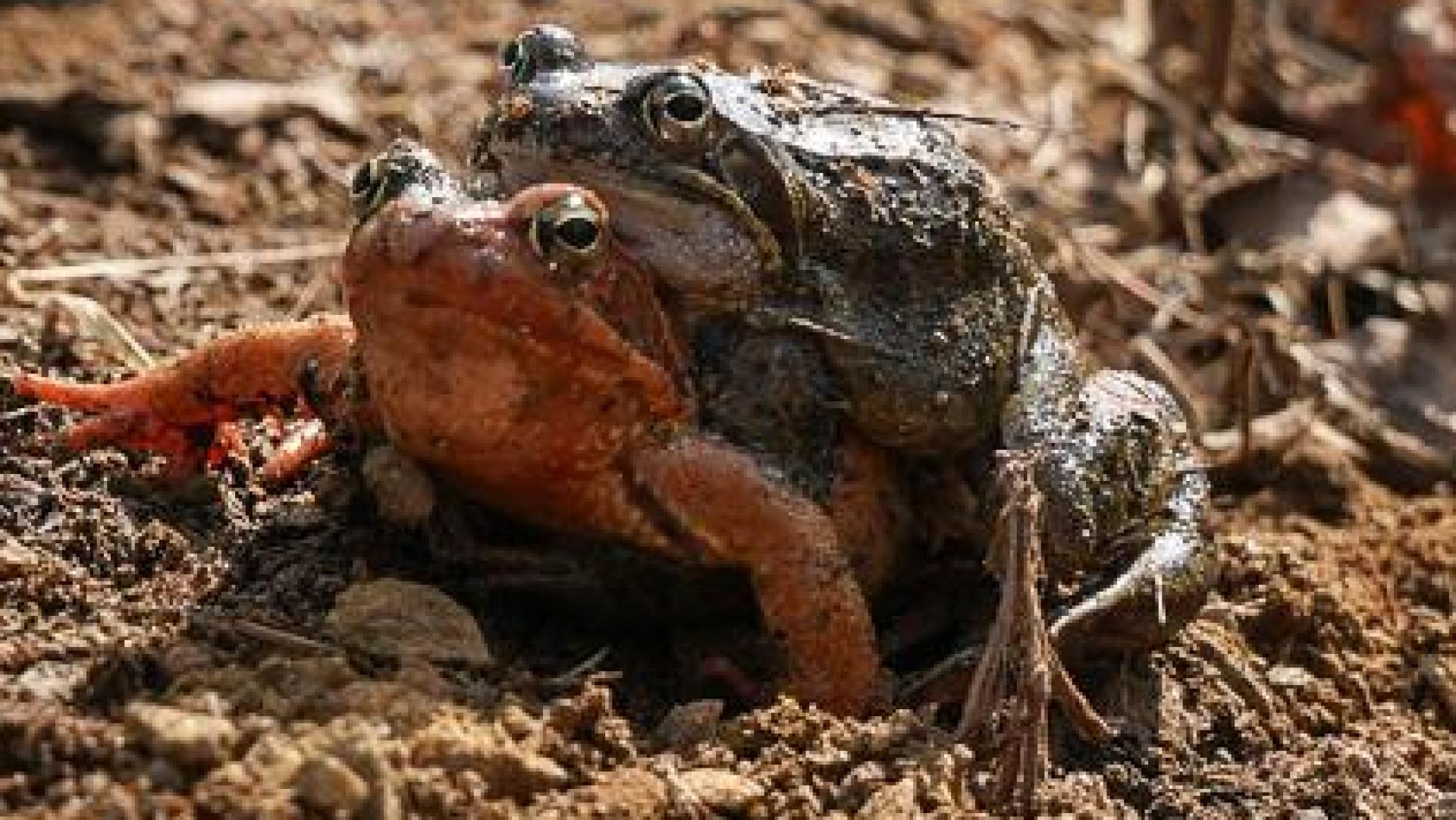 Eine Kontrollle der Amphibienzäune entlang der Kreisstraße AM 1 zwischen Fuchsstein und Speckmannshof hat Folgen. Die Polizei ermittelt wegen eines möglichen Verstoßes gegen das Bundesnaturschutzgesetz. (Archivbild: Theresa Bruischütz)