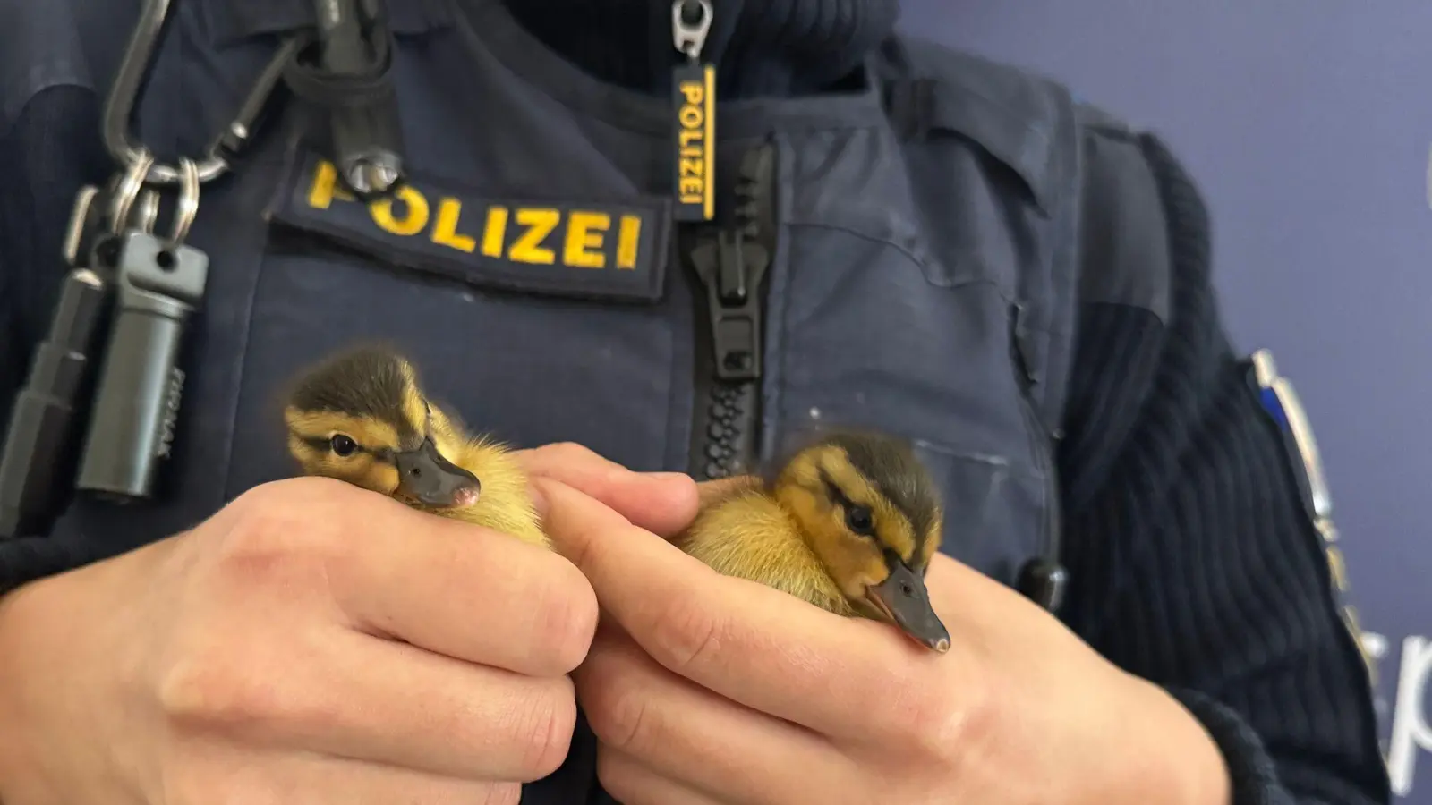 Polizisten haben fünf verwaiste Entenküken gerettet - zwei davon hält ein Beamter in der Hand. (Bild: -/Polizei Regensburg/dpa)