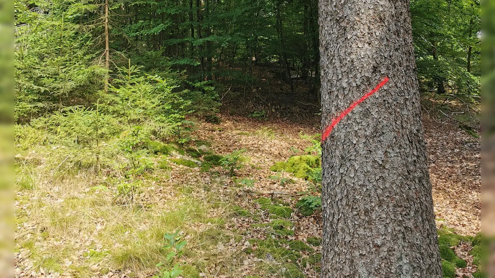 Wegen Holzerntemaßnahmen der Bayerischen Staatsforsten kommt es ab August zu Sperrungen am Johannisberg.  (Bild: Joshua Gerstenmeier/Bayerische Staatsforsten)