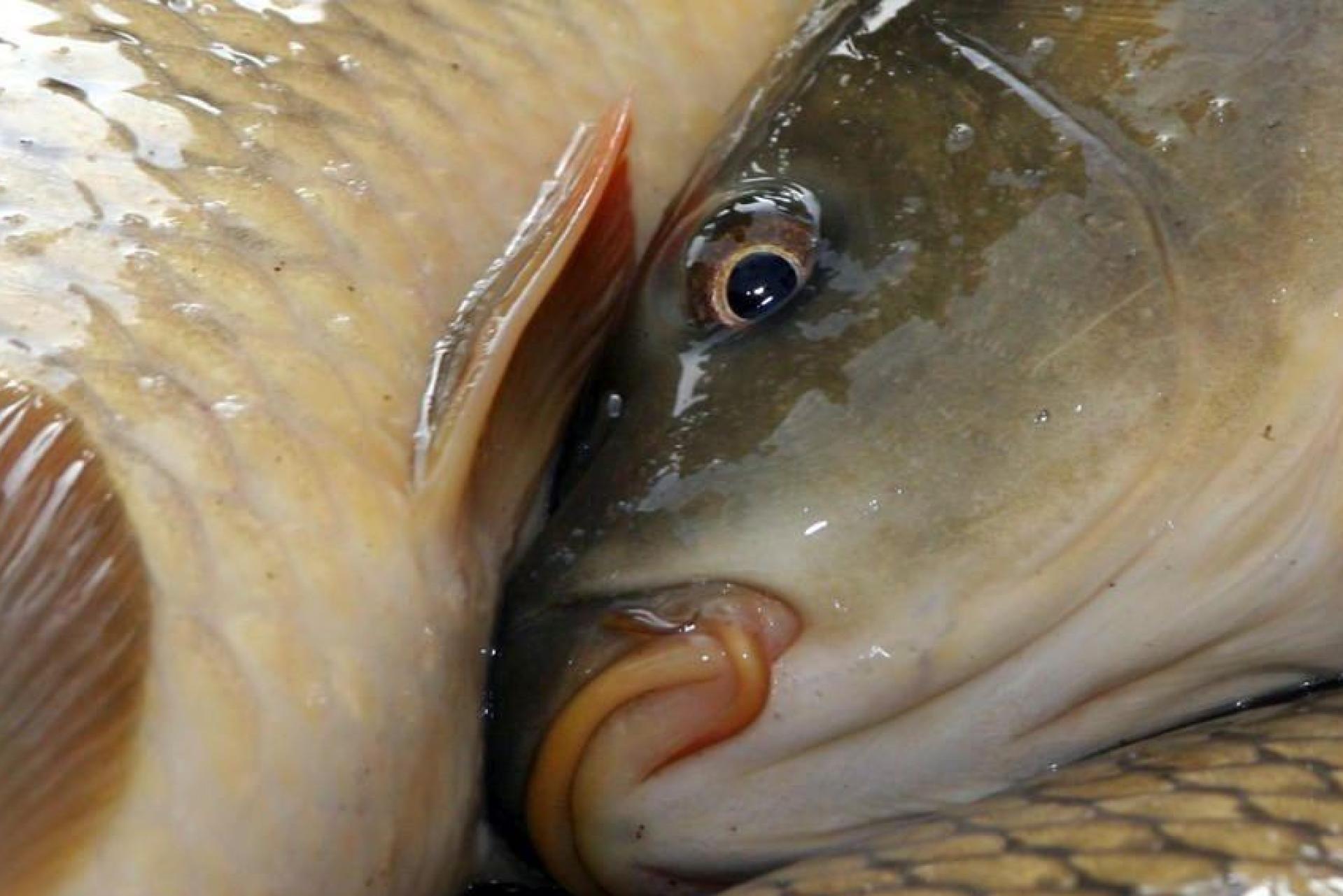 Rund 120 Karpfen kommen dem Besitzer von zwei Weihern bei Schnaittenbach abhanden. (Symbolbild: cv)