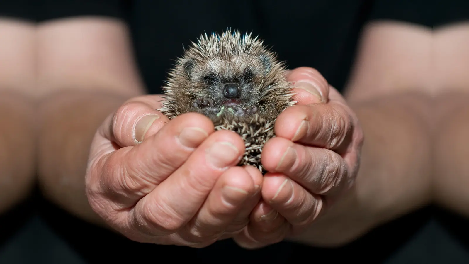 In Nabburg wurde ein Igel gerettet, der zunächst für eine Ratte gehalten wurde. Das Tier war krank und wurde dem Tierheim übergeben. (Symbolbild: Klaus-Dietmar Gabbert)