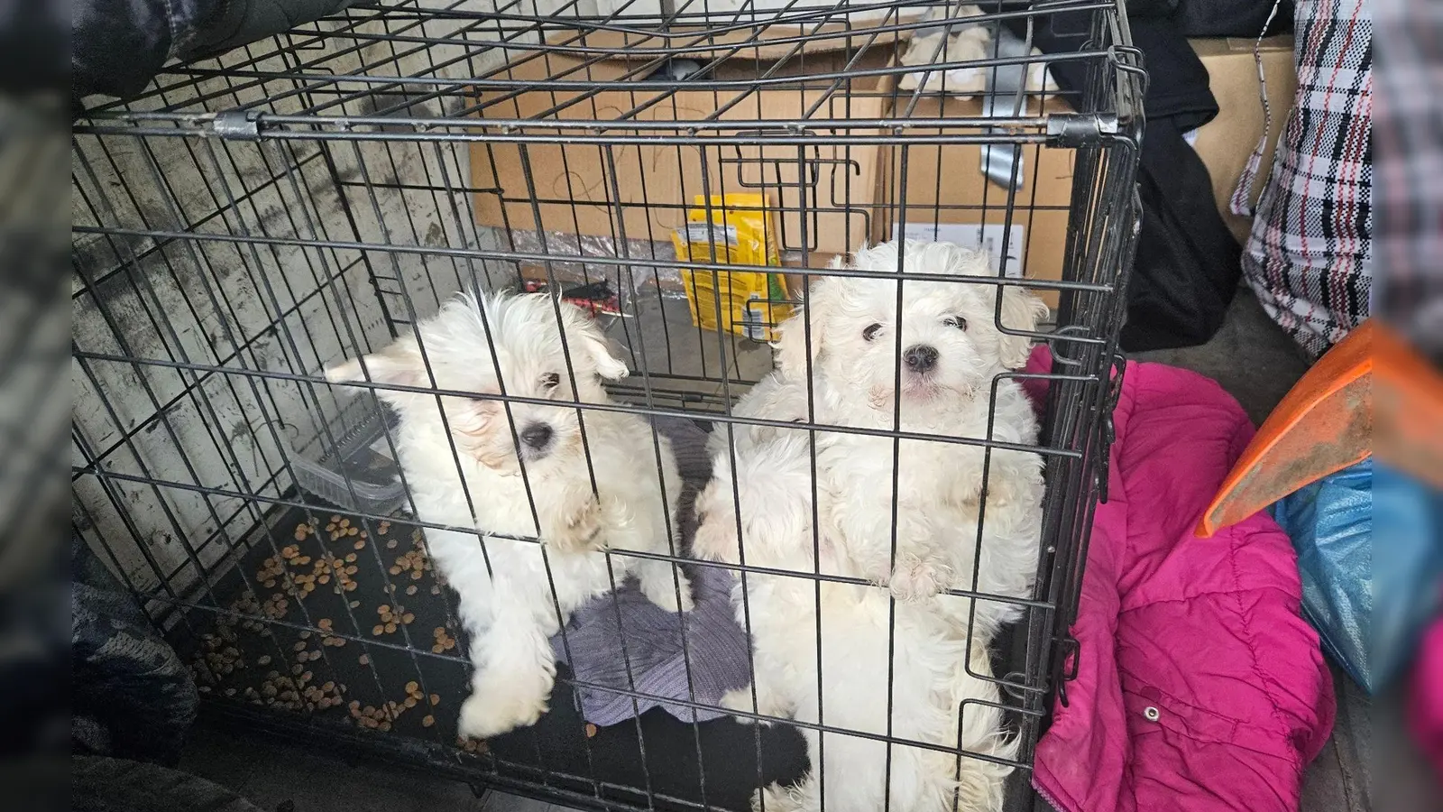 Zollbeamte entdeckten auf der A3 bei Würzburg mehrere verängstigte Hundewelpen ohne Papiere. (Bild: -/Hauptzollamt Schweinfurt/dpa)