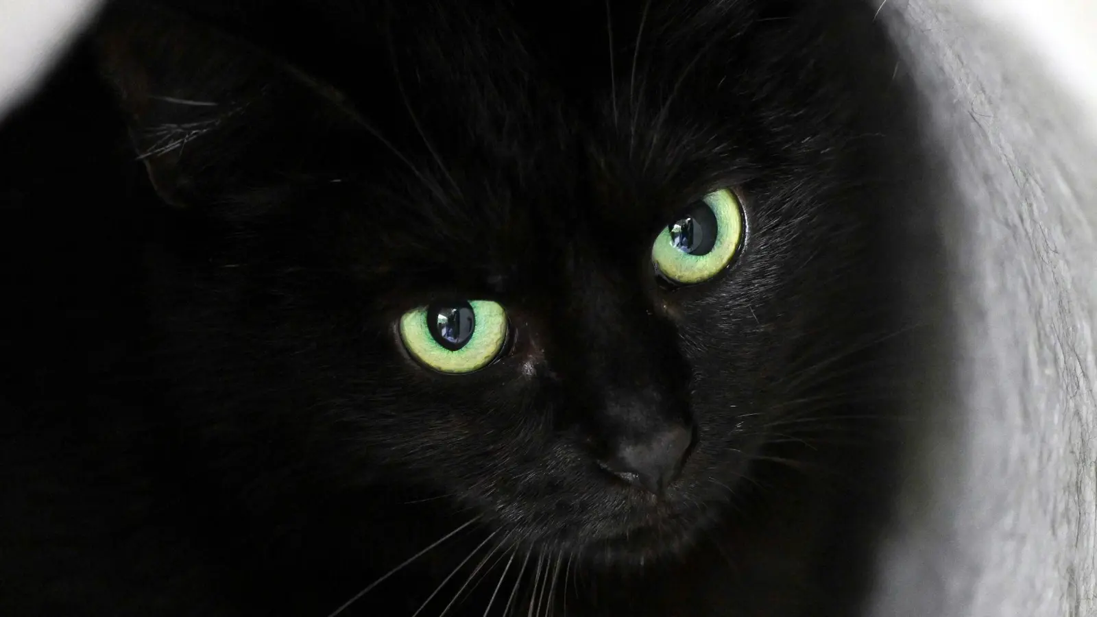 Bis zum 1. November dürfen im städtischen Tierheim der katalanischen Gemeinde keine schwarzen Katzen vermittelt werden. (Symbolbild) (Bild: Soeren Stache/dpa)
