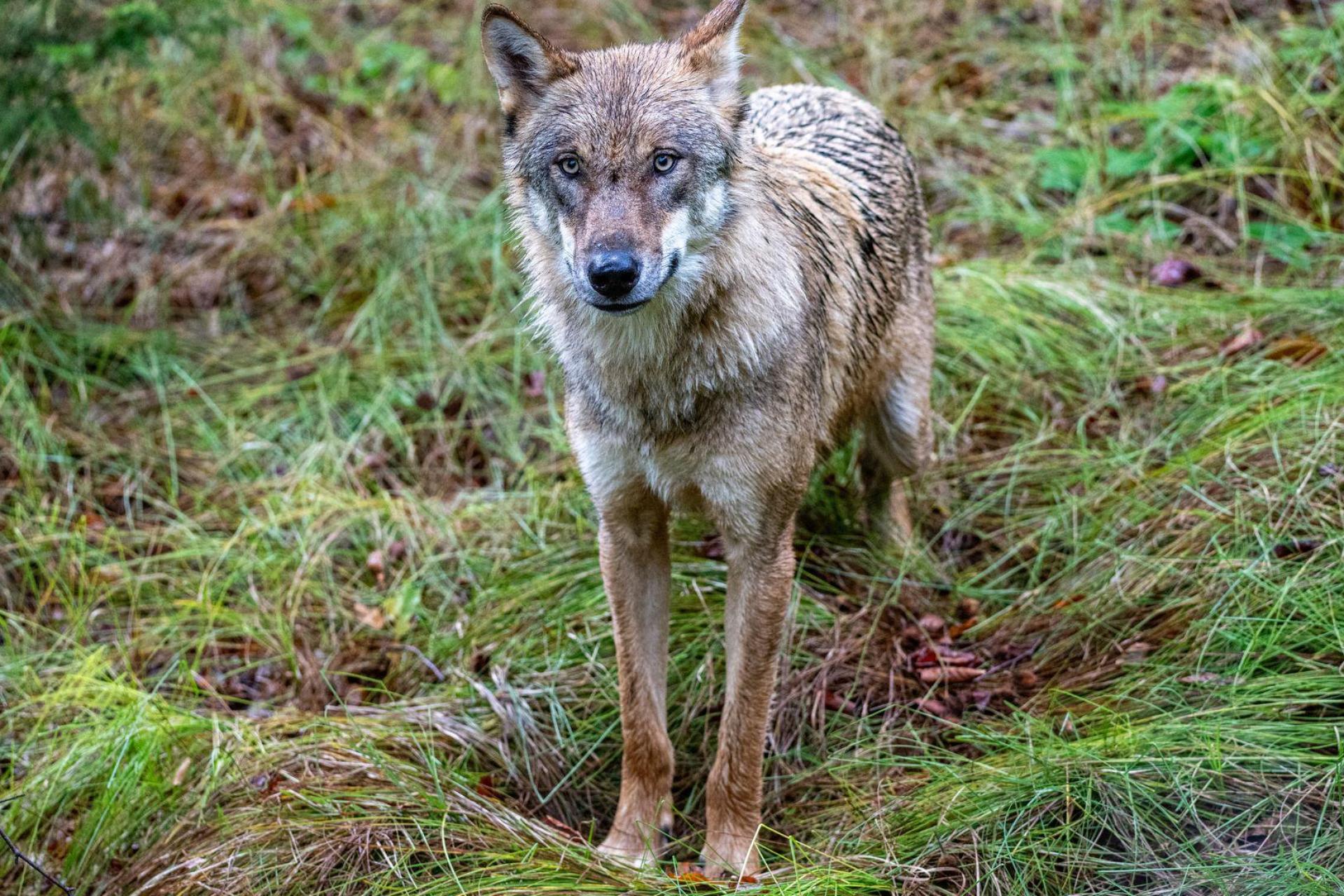 Bei einem in der Oberpfalz gefundenen Tierkadaver könnte es sich nach Polizeiangaben um einen Jungwolf handeln. (Symbolbild: Armin Weigel/dpa)
